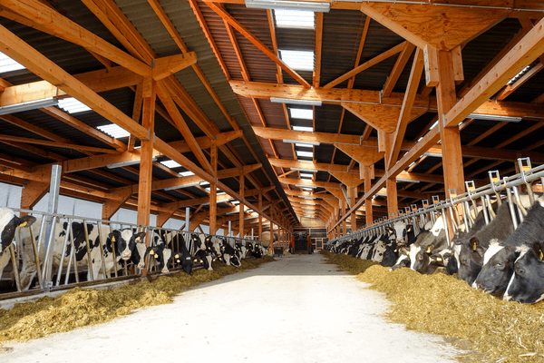 Tierwohl2 JOSERA cattle standing and eating in the stable